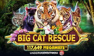 Imagem do jogo Big Cat Rescue Megaways na spicybet